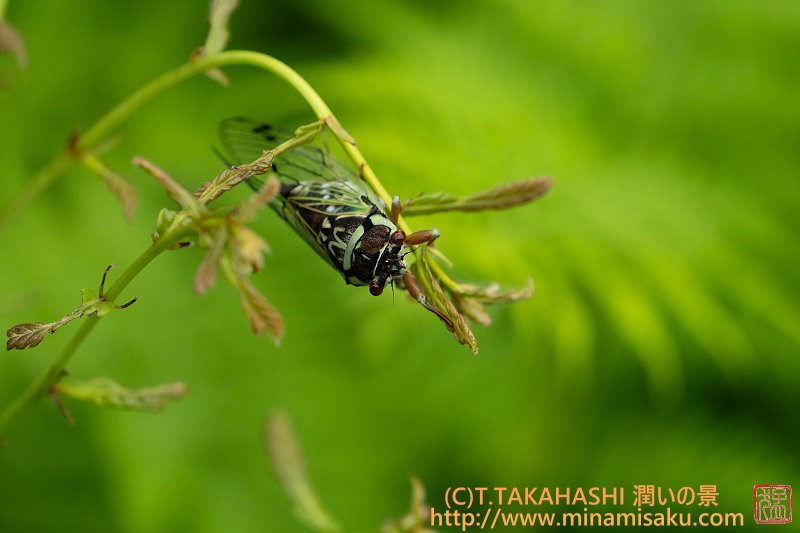 ../Images/7R250713 (12).jpg